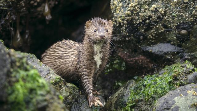 Imagen de un visón americano.