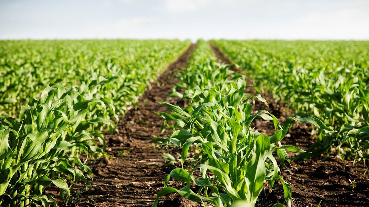 La sustitución de fertilizantes y abonos químicos por otros de origen natural y biológico no tiene vuelta atrás.