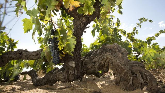Un viñedo en la D.O. Toro.