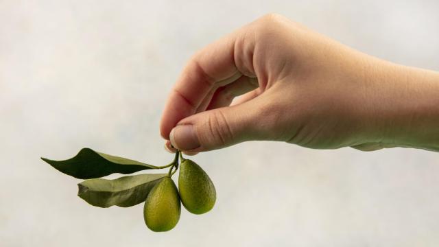Olivas, antes de convertirse en aceite.