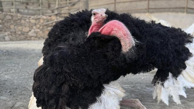 La hembra puso su primer huevo unas horas antes de que se produjera el robo.