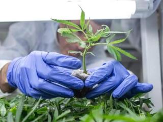 La polémica sobre el cannabis terapéutico llega a España: Quizá se sobreestima su eficacia