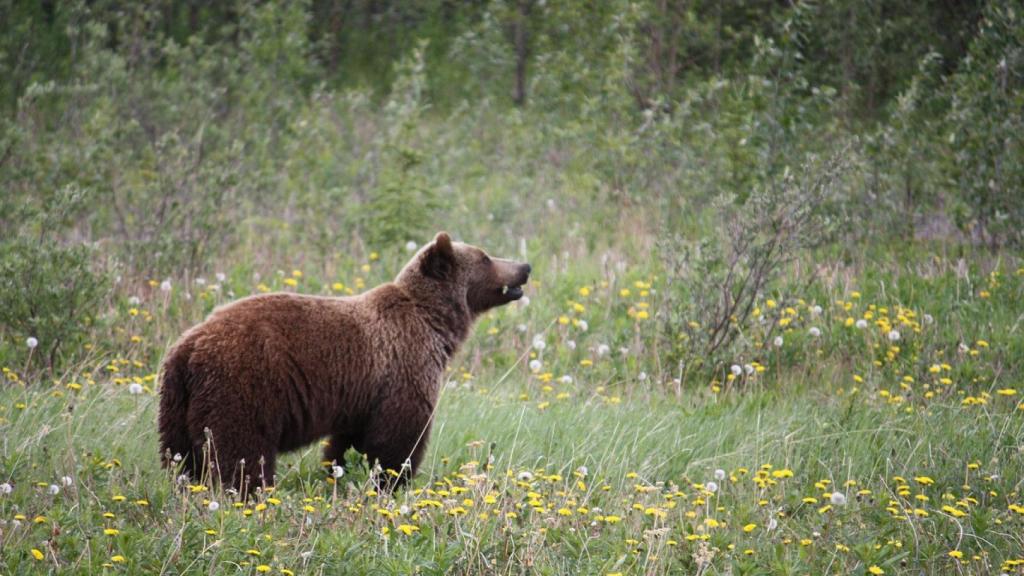 Oso Grizzli en Canadá.