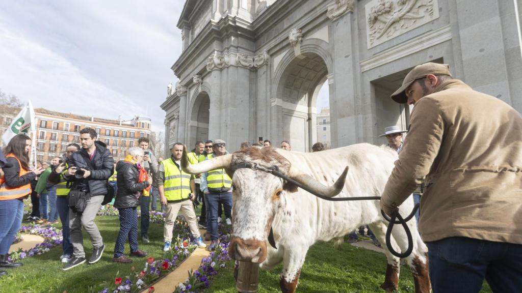 Un buey frente a la Puerta de Alcalá en febrero de 2024.