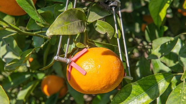Sistema de control de riego para frutales