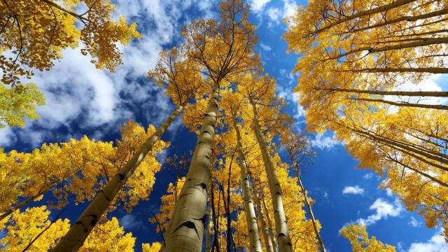 Álamos temblones mirados desde abajo.