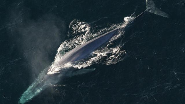 Ballena azul