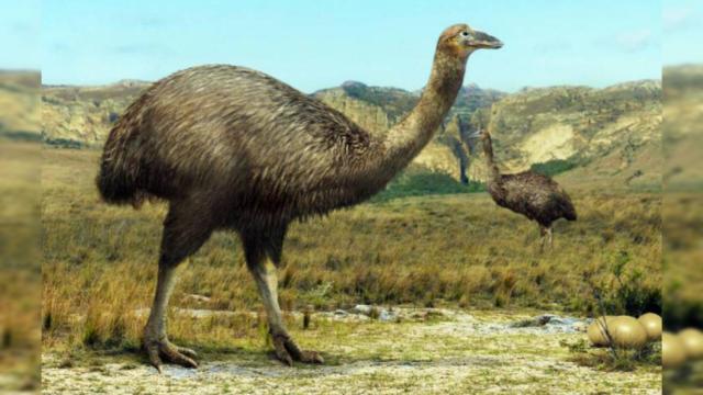 El ave elefante no podía volar por su gran tamaño.