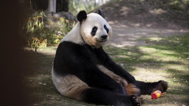 El oso panda Bing Xing con un helado en el Zoo Aquarium de Madrid, en agosto de 2021.