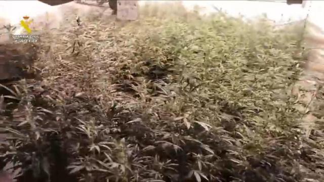 Operación Prodigios en Escalona (Toledo)