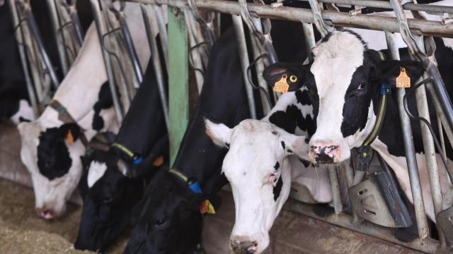 Una vaquería en la provincia de Sevilla.