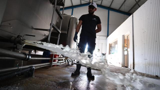 Un ganadero derrama leche en una protesta por los precios ofrecidos, en una imagen de archivo.