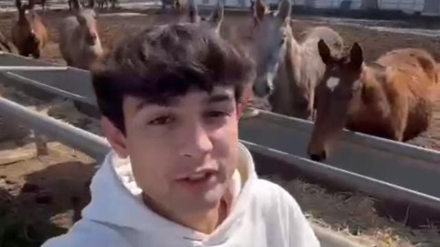 La mejor ganadería del mundo está en Sevilla: uno de sus ejemplares puede llegar a costar 1 millón de euros.