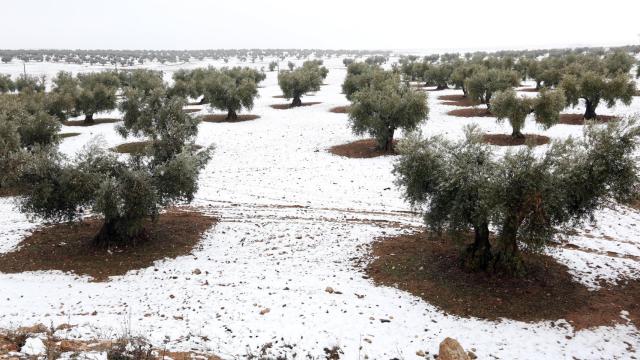 Un olivar nevado.