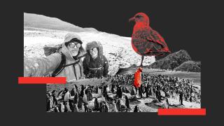 La mortalidad del virus podría ser elevada tanto en las skuas como en los pingüinos.