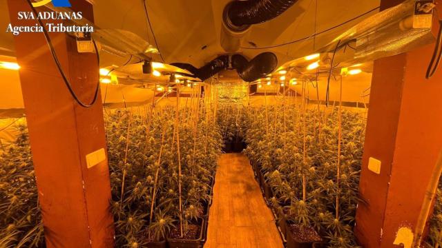 Desmantelan una narcovivienda en Guadalajara con marihuana por valor de 600.000 euros