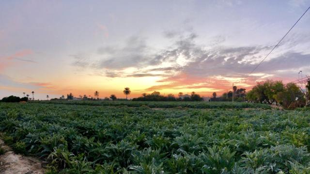 Una explotación agraria de Elche en imagen de archivo.