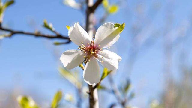 Las bellas imágenes que está dejando la floración de los almendros