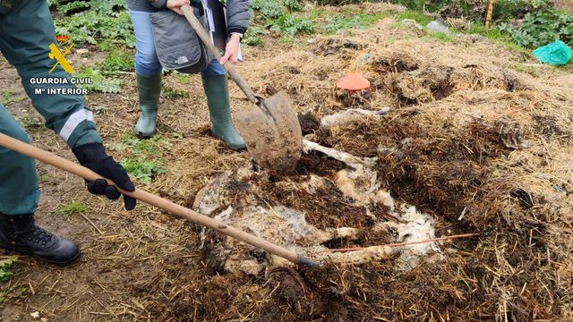 Encuentran la granja de los horrores en un pueblo de Guadalajara con decena de animales muertos
