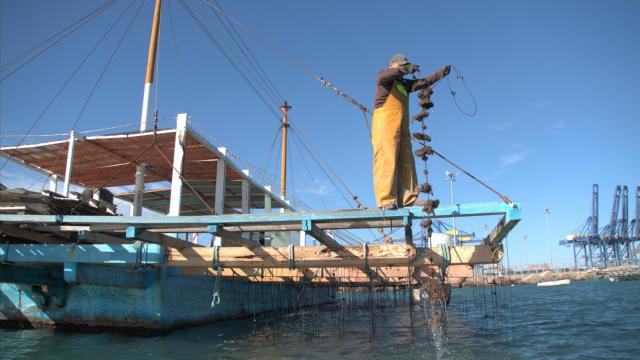 César Gómez, el pionero del cultivo de ostras en el Puerto de Valencia: Producimos 600.000 al año