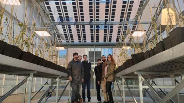 Los investigadores de la Universidad de Jaén en un cultivo experimental.