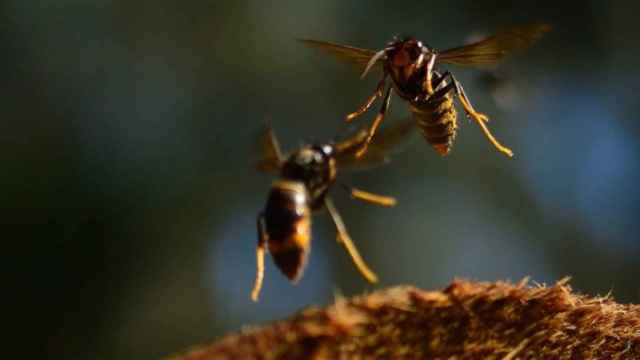 Avispas velutinas.