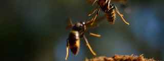 Avispas velutinas.