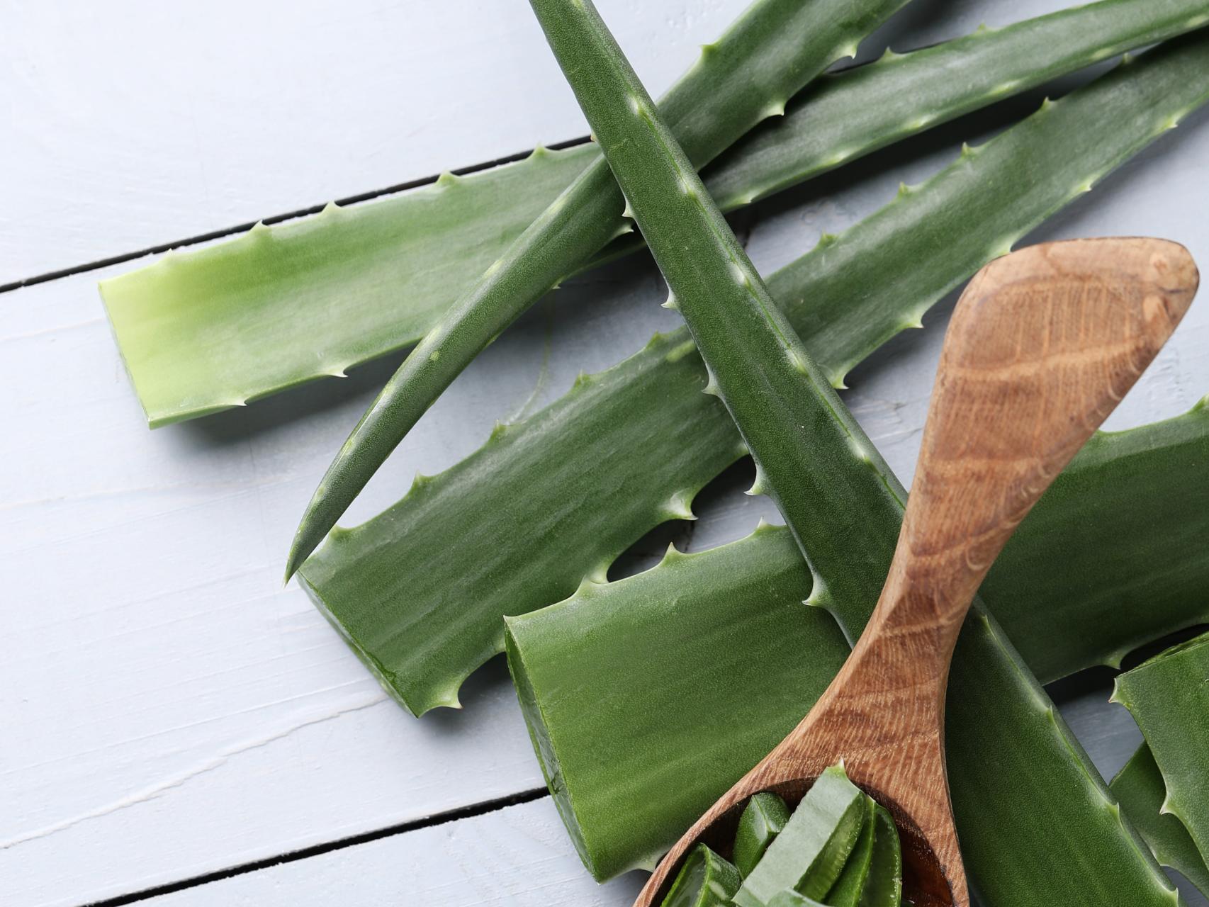 Aloe vera en hojas y cortado en una cuchara de madera.