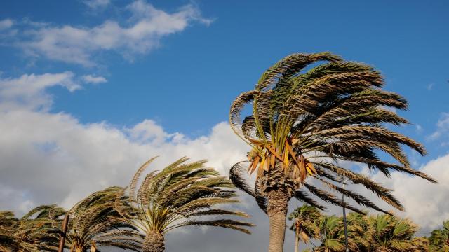 Rachas de viento en unas palmeras.