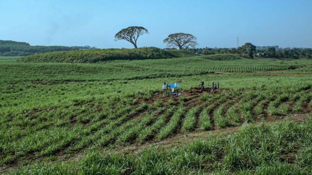 Excavaciones en la acrópolis de El Baúl.