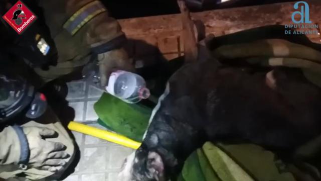 Un bombero dando de beber al perro rescatado.