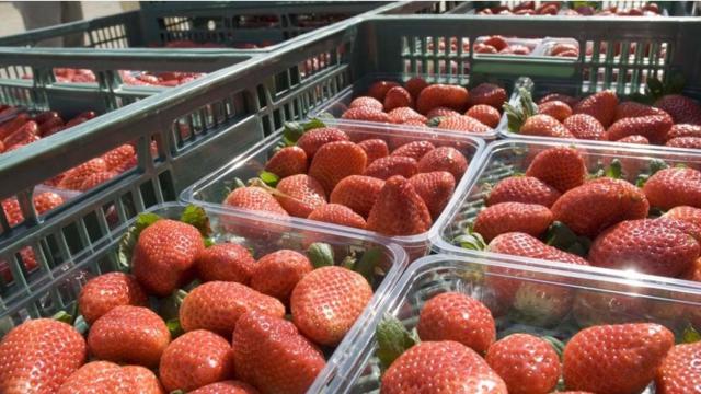 Cajas de fresas. EP.