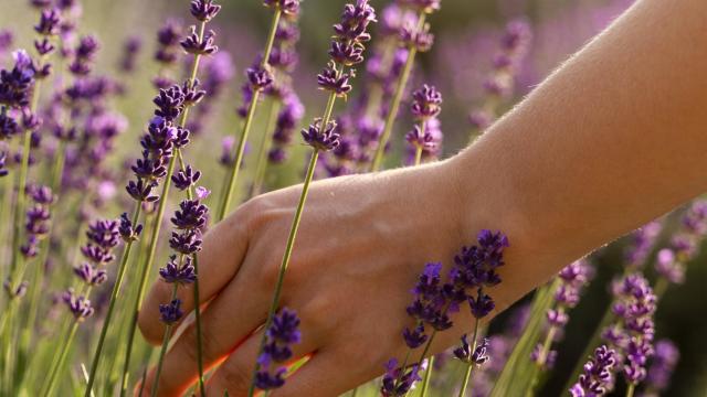 Mano bajo el sol cogiendo una flor de lavanda.