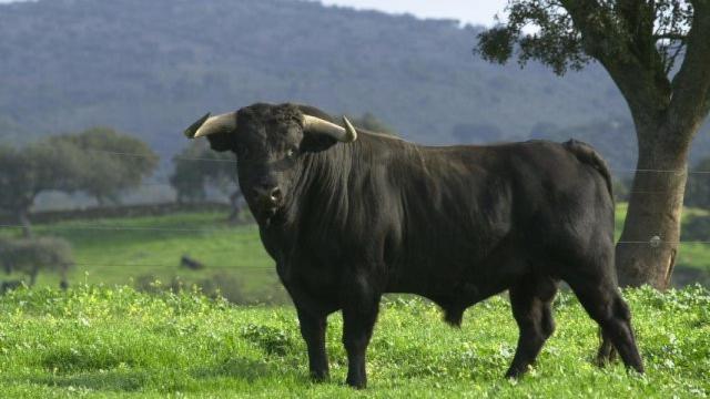 Estampa de un toro bravo en la dehesa
