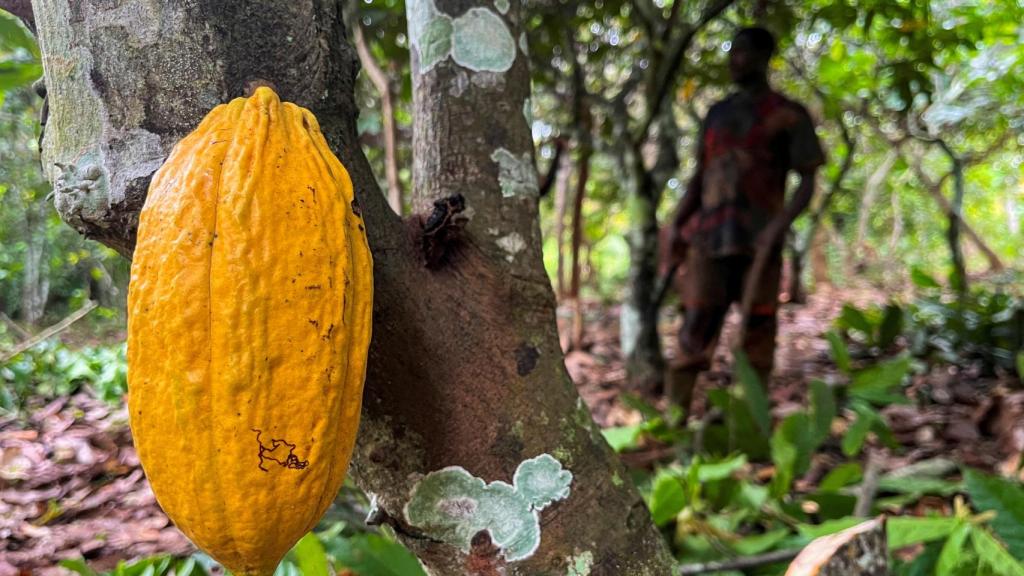 Una plantación de cacao en Costa de Marfil.