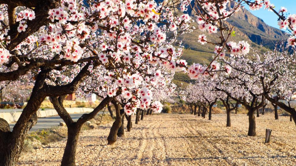 almendros en flor.