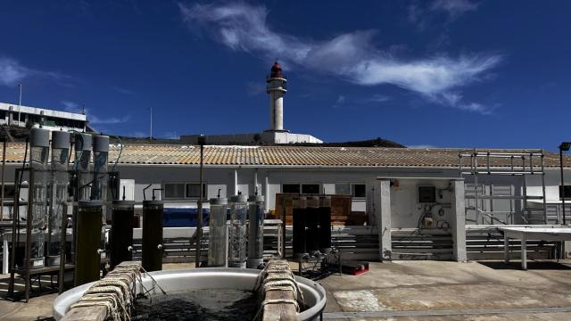 El Banco de Algas Español  de Gran Canaria.
