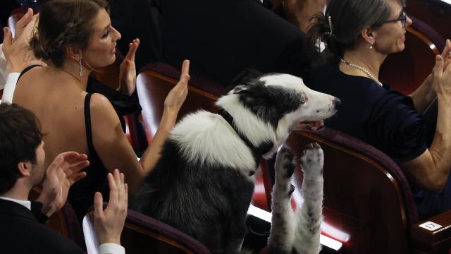 Messi, el perro que llegó a los Oscar, la estrella de 'Anatomía de un otoño'.