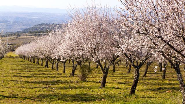 Almendros en flor.