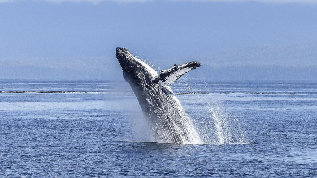 Ballenas en Tonga.