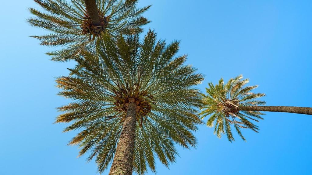 Palmeras en Tonga.
