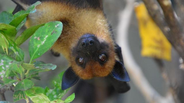El zorro volador de Terra Natura.