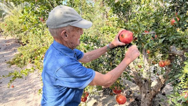 Un agricultor de Elche recogiendo una granada mollar.