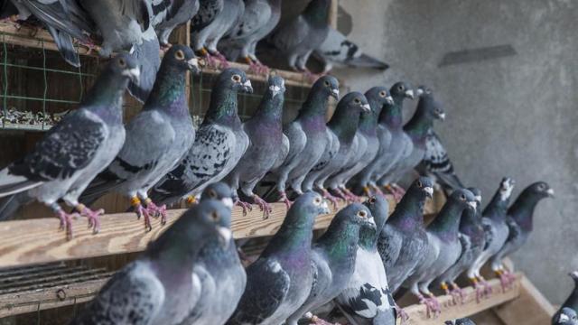 Una bandada de palomas.