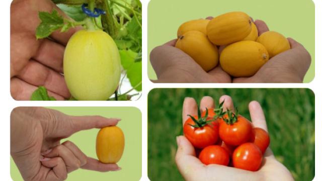 Documentación de la compañía Superfruiter en la que se presenta su modelo de melón 'cherry'.