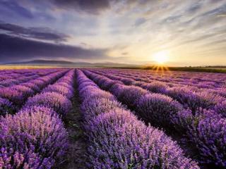 Campos de lavanda de Brihuega.