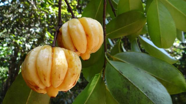 Garcinia cambogia.