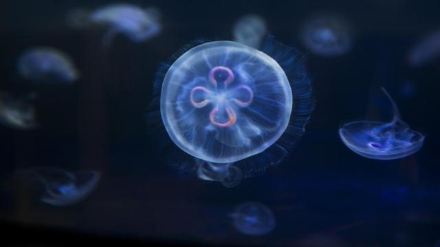 Imagen de archivo de una medusa.