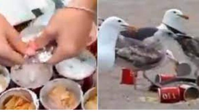 Unos chicos intoxican con laxante a varias gaviotas