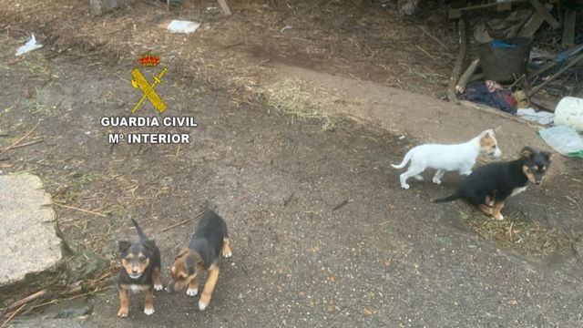 Cachorros abandonados en Tui (Pontevedra).